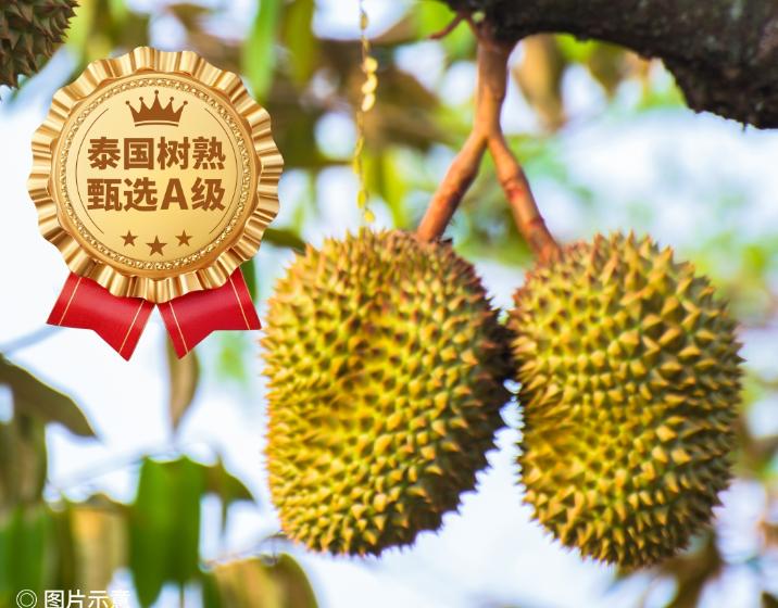 幸运榴榴莲｜冷冻榴莲新锐品牌，深耕树熟金枕赛道